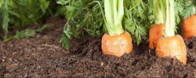 夏天種蘿卜的方法 如何種植蘿卜