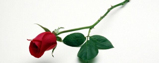 十九朵玫瑰代表什麼意思 愛的最高點