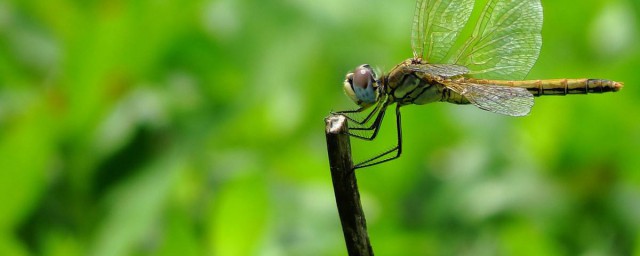 哪種昆蟲對濕地水質進行監測 該昆蟲有什麼特點
