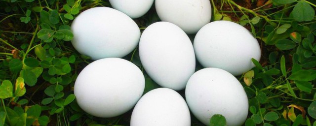 生的鵝蛋怎麼保存 保存鵝蛋的方法