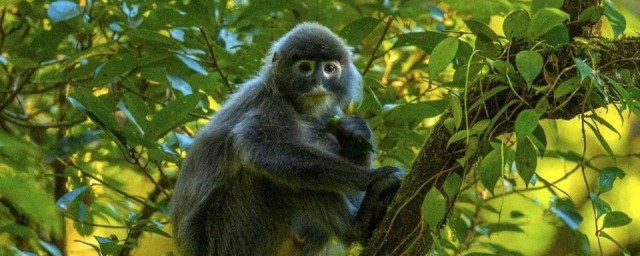 公益周期間上線的保護地裡有什麼動物 公益周期間上線的保護地裡有菲氏葉猴