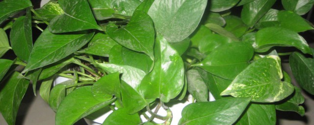 水培綠蘿的養殖方法和註意事項 水培綠蘿的養殖方法和註意事項有哪些
