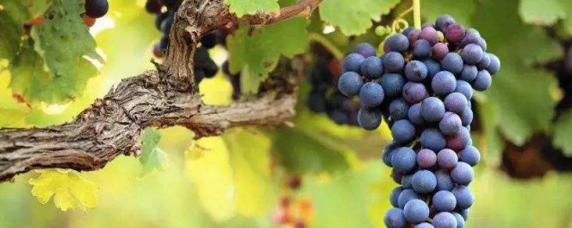 多吃葡萄有什麼好處和壞處 葡萄的功效和註意事項