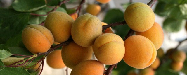 杏子的作用和功效 杏子的四大功效介紹