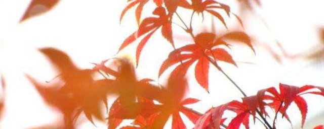 雞爪槭和紅楓的區別 雞爪槭和紅楓的區別是什麼