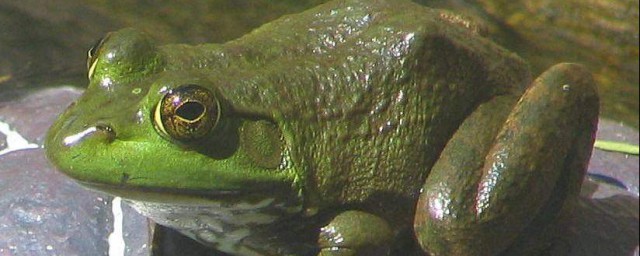 牛蛙和青蛙的區別 牛蛙和青蛙的區別在哪裡
