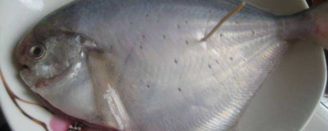 冷凍金鯧魚的處理方法 需要怎麼制作