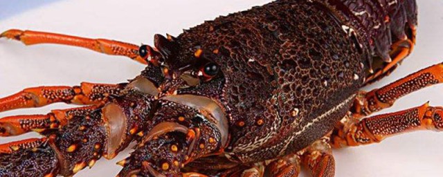 龍蝦處理方法保存 保存龍蝦的步驟