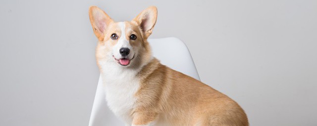 給狗取什麼名字比較好聽獨特 狗狗取名字帶財運2020