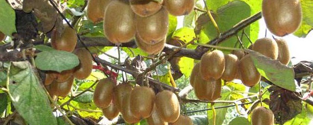 獼猴桃的功能和作用 獼猴桃的好處介紹