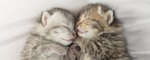 小貓秒睡方法 輕輕撫摸可以幫助入眠