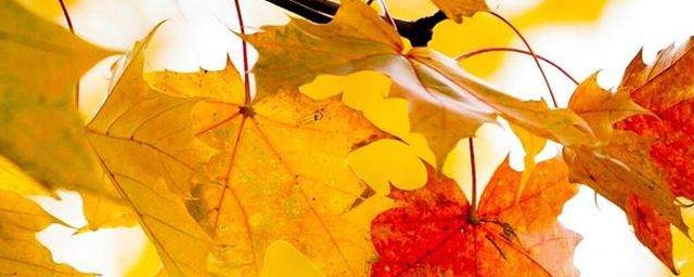 秋天的古詩有哪些 描寫秋天的古詩