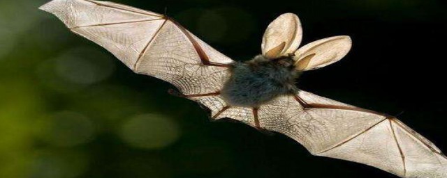 蝙蝠飛到傢裡怎麼驅趕 蝙蝠飛到傢裡的驅趕方法