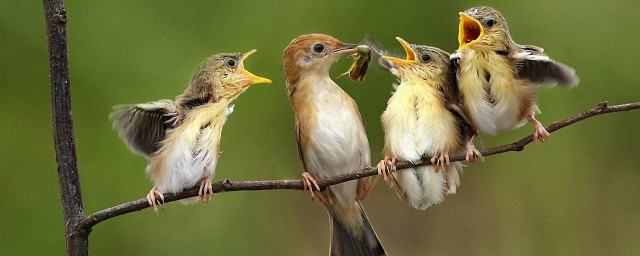 怎麼調侃早起的鳥兒有蟲吃 早起也不一點都是好事情