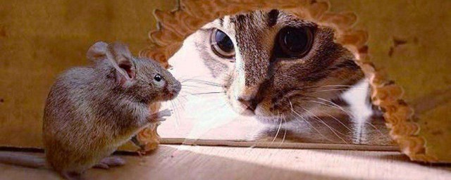 貓咪到底會不會抓老鼠 教你兩個方法