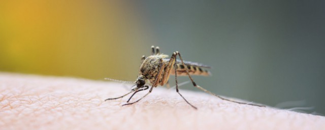 蚊子喜歡咬什麼血型人 蚊子叮咬人的目的是什麼