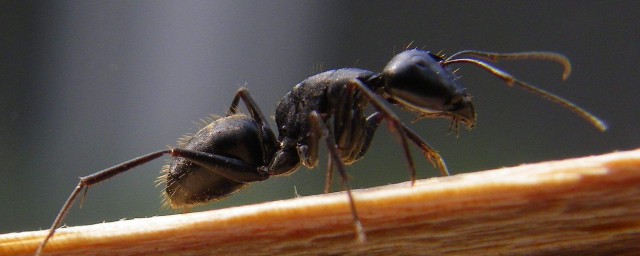 車內很多螞蟻怎麼解決 有哪些辦法可以參考