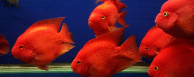 鸚鵡魚怎麼養最紅 如何養鸚鵡魚