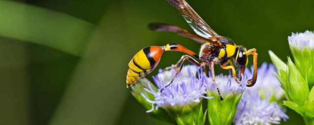 黃蜂蟄傷怎樣處理 處理被折傷的方法