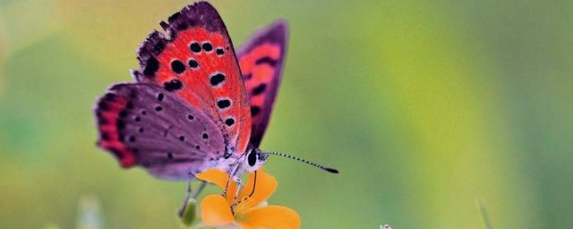 關於蝴蝶的唯美短句 關於蝴蝶的唯美短句有哪些