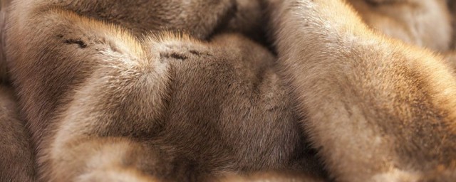 貂和水貂有什麼區別 水貂毛是貂毛最軟的地方