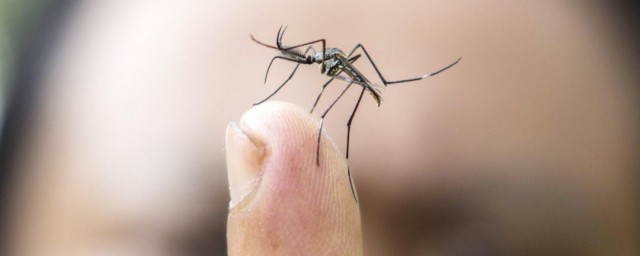蚊子的壽命有多長 大傢可以瞭解一下