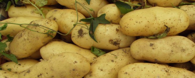 發芽的土豆把芽掰掉還能吃嗎 發芽的土豆把芽掰掉是否能吃的解析