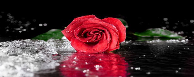 送玫瑰花代表什麼意思 送玫瑰花代表的意思