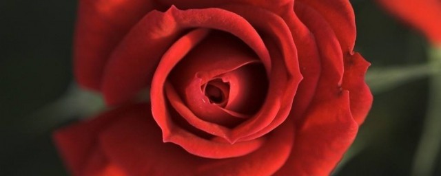 紅玫瑰代表什麼 是什麼意思