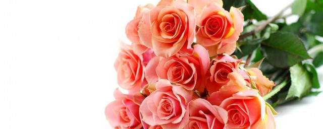 玫瑰花送幾朵代表什麼 玫瑰花送幾朵代表含義介紹