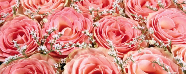 粉色玫瑰代表什麼 花語是什麼