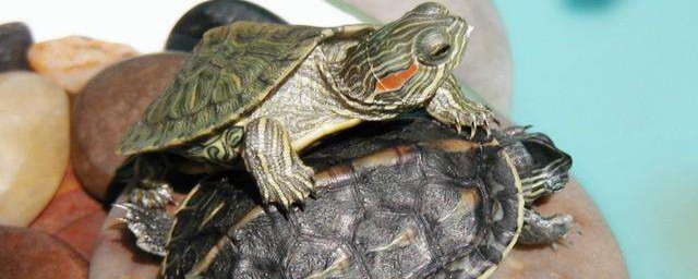 小烏龜龜苗怎麼養 小烏龜龜苗養殖方法