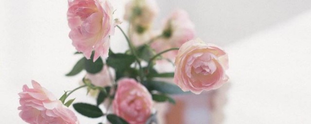 粉玫瑰代表什麼 粉玫瑰代表的寓意