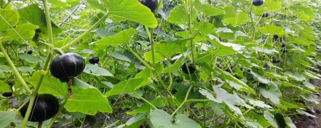 板栗南瓜怎麼種植方法 板栗南瓜的栽培技術