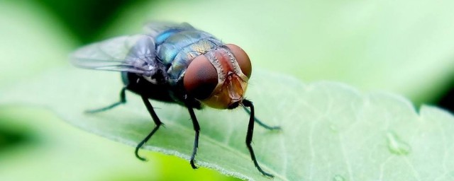 蒼蠅多用什麼方法消滅 如何消滅蒼蠅