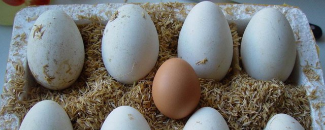 孕婦正確吃鵝蛋的方法 孕婦怎麼正確的吃鵝蛋