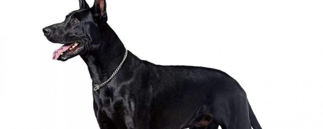 黑狼犬的優點和缺點 黑狼犬的優點和缺點是什麼