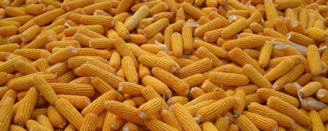 天熱玉米怎麼保存 夏季煮熟的玉米保存方法