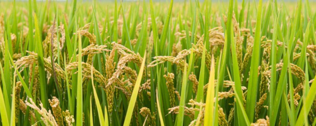 水稻受潮怎麼處理 水稻受潮的處理方法
