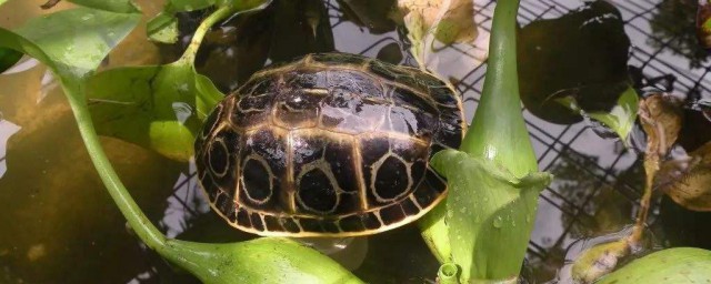 緬甸孔雀龜飼養方法 需要什麼水質