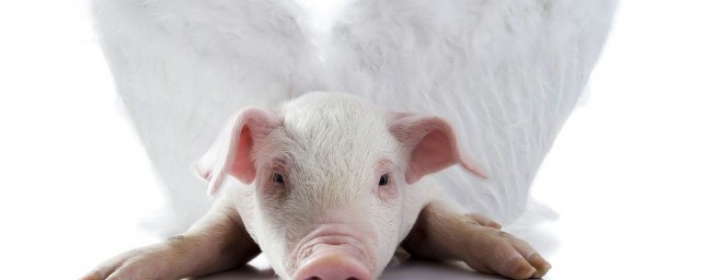 豬肥怎麼處理幹凈 如何處理豬肥
