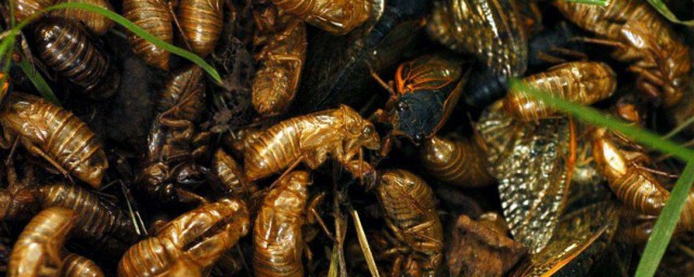 人工養殖蟬蛹的方法 人工養殖蟬蛹的方法是什麼