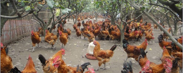 種雞最好的養殖方法 種雞的飼養管理方法