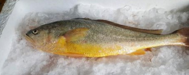 1斤黃花魚制作方法 1斤黃花魚制作方法介紹