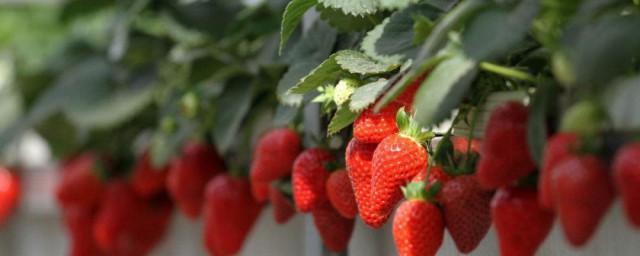 草梅的種植管理方法 如何種植草莓