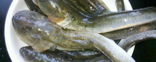 胖頭魚誘餌怎麼做 胖頭魚誘餌制作方法