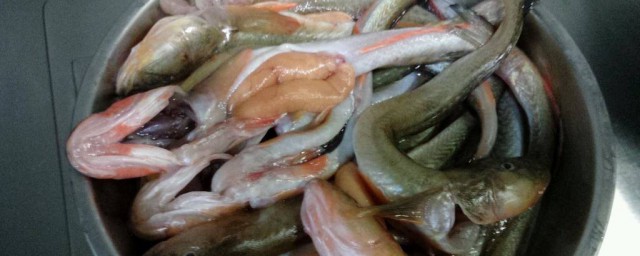 粘魚怎麼處理怎麼做 粘魚的做法
