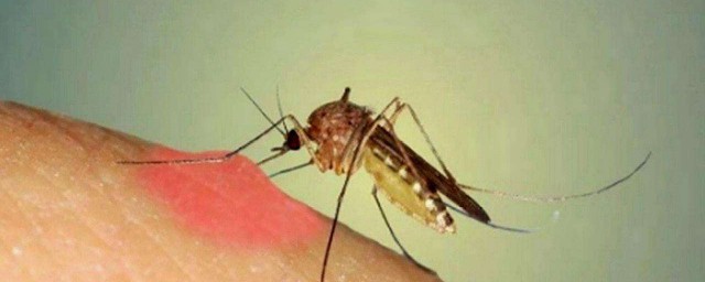 傢裡有蚊子怎麼處理 有什麼方法呢