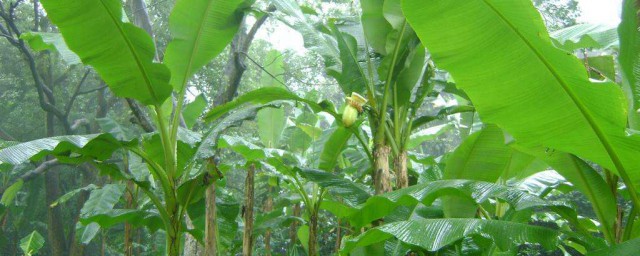芭蕉樹生病怎麼處理 方法是什麼
