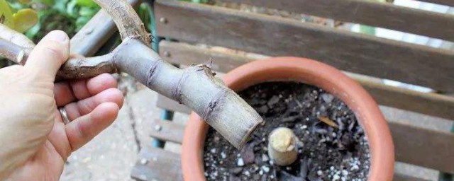 玉樹爛莖怎麼處理方法 處理爛根的方法